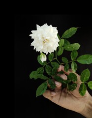 white roses on black background