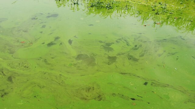 A body of water polluted by algae on the shore of Taihu Lake, Wuxi, China