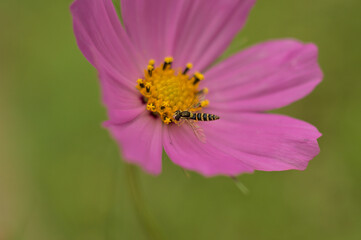 Wild Cosmos flower