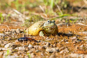 Giant African Bullfrog (Pyxicephalus adspersus), South Africa