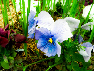 Close up of garden pansy flower (Viola ×wittrockiana Gams).