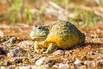Giant African Bullfrog (Pyxicephalus adspersus), South Africa