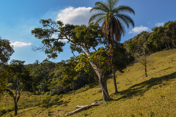 Beautiful trees at a small farm in countryside region of Brazil