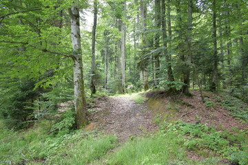 Mountain view, forest view
