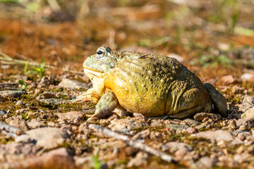 Giant African Bullfrog (Pyxicephalus adspersus), South Africa