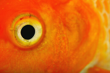 Goldfish Eye
