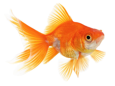 Gold Fish on White Background