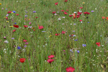 Wildblumenwiese in der Stadt, Insektenwiese und Bienenweide mit Wildblumenmischung, Samenmischung, die wunderschön blüht und Nahrung für Insekten bietet