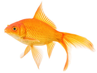 Comet Goldfish