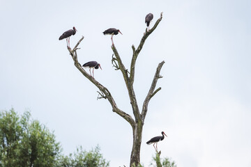 a large black cormorant in the wild on the lake