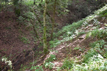Mountain view, forest view