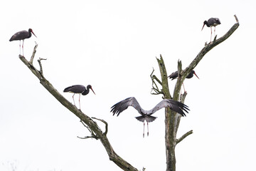a large black cormorant in the wild on the lake