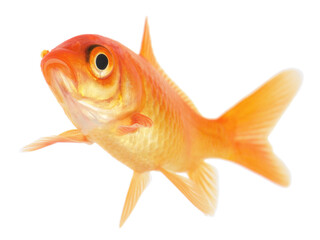 Gold Fish on White Background