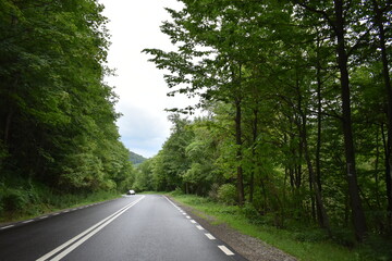 Mountain view, forest view