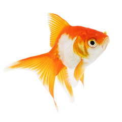 Gold Fish on White Background
