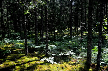 Fototapeta na wymiar mixed tree and spruce forest on a sunny summer day