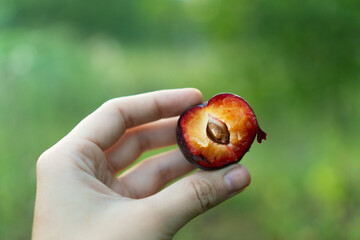 A woman's hand holds a juicy and delicious plum in the garden. Closeup homegrown ripe plum in a...