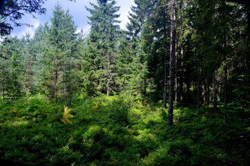 mixed tree and spruce forest on a sunny summer day
