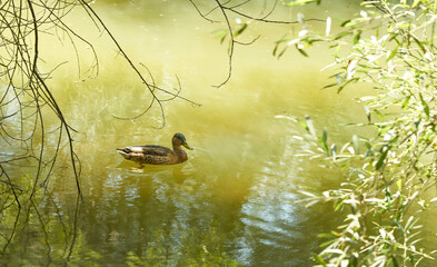 duck swimming in the river
