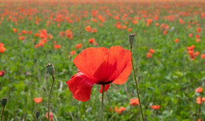 Fototapeta premium red poppy flowers
