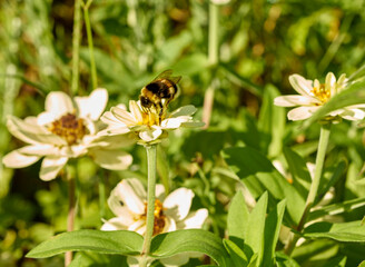 Obraz premium Bee picking nectar of the flowers