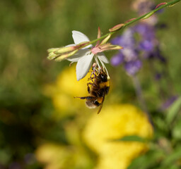 Bee picking nectar of the flowers