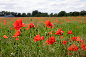 A poppy field in full bloom