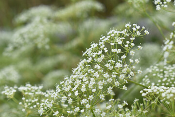 zarte, weiße Blüten als Hintergrund für Hochzeit, natürliche Blumen, feines Weiß und Grün