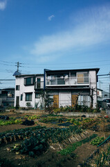 Residential home with a vegetable patch in the front