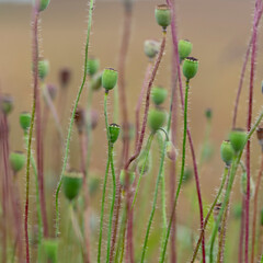 Wild poppies after flowering  (poppyhead, pod, capsule)