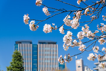 早稲田 桜と大学