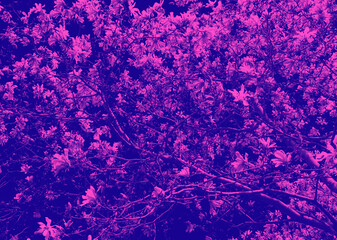 Floral pattern with flowers blooming on twisted tree branches with pink and purple duotone effect