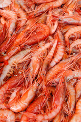  red shrimps caught in Mediterreanean sea in Italy called gambero rosso di Mazzara