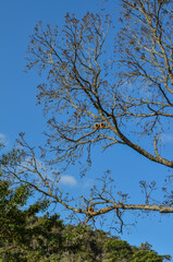 Beautiful trees at a small farm in countryside region of Brazil