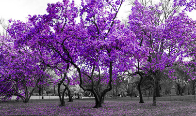 Fototapeta premium Purple trees in a surreal black and white forest landscape scene in Central Park, New York City