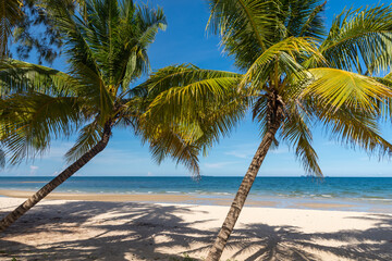 Fototapeta na wymiar Coconut palm trees, beautiful tropical background.