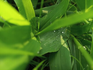 green is my favorite