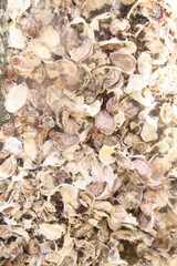 Guaraú beach, Peruibe, Sao Paulo, Brazil