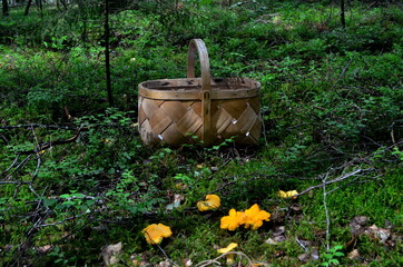 Fresh edible chanterelle mushrooms and wicker rustic basket on green moss in the Forest