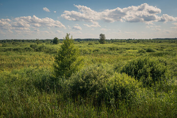 Fototapeta na wymiar Calowanie Swamp - peatbog in the Masovian Landscape Park, Karczew, Poland