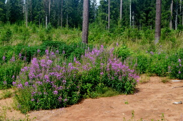 Blooming Willow herb in the forest on a sunny summer day, Ivan tea blooms with purple flowers