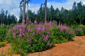 Fototapety na wymiar - Fototapeta24.pl