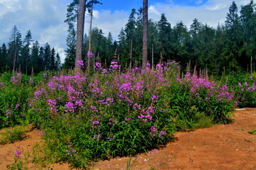 Fototapety na wymiar - Fototapeta24.pl