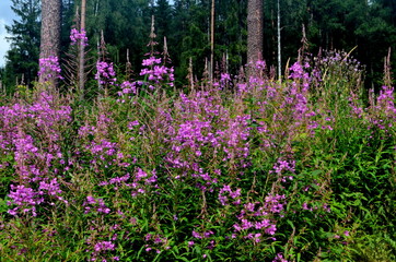 Fototapety na wymiar - Fototapeta24.pl
