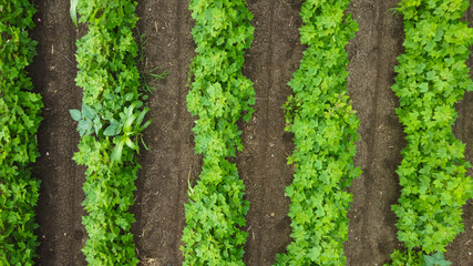 Aerial view of green cotton field