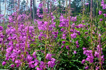 Fototapety na wymiar - Fototapeta24.pl