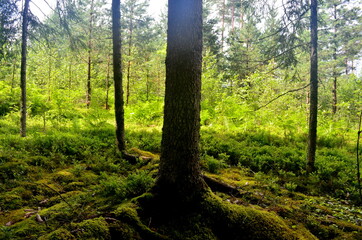 Fototapety na wymiar - Fototapeta24.pl