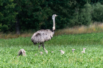 Wild Nandus with children on a field in Mecklenburg West Pomerania