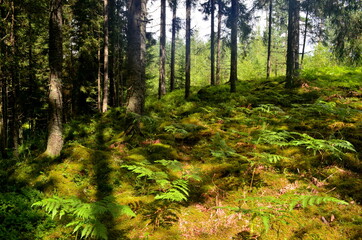 Fototapety na wymiar - Fototapeta24.pl