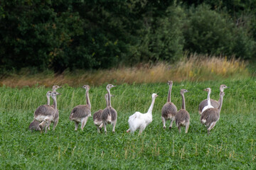 Wild Nandus with children on a field in Mecklenburg West Pomerania